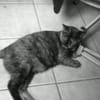 Selene C.